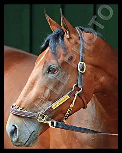 American Pharoah Closeup Triple Crown Champion Horse Racing Xphoto #